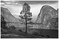 Tree, Kolana Rock and Hetch Hetchy reservoir. Yosemite National Park, California, USA. (black and white)