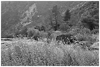 Flowers and trees, Hetch Hetchy. Yosemite National Park, California, USA. (black and white)