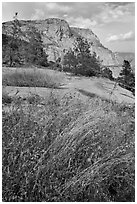 Flowers, grasses, and Hetch Hetchy Dome. Yosemite National Park ( black and white)