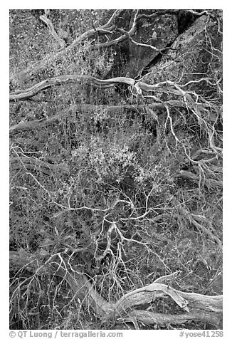 Dead branches, brush, and rock, Hetch Hetchy. Yosemite National Park (black and white)