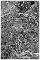 Dead branches, brush, and rock, Hetch Hetchy. Yosemite National Park, California, USA. (black and white)