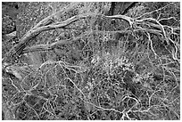 Dead branches, shrubs, and rocks, Hetch Hetchy. Yosemite National Park ( black and white)