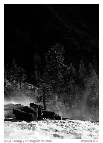 Tree in swirling waters and forest in shade, Waterwheel Falls. Yosemite National Park, California, USA.