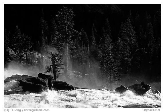 Tree in swirling waters, Waterwheel Falls, late afternoon. Yosemite National Park (black and white)