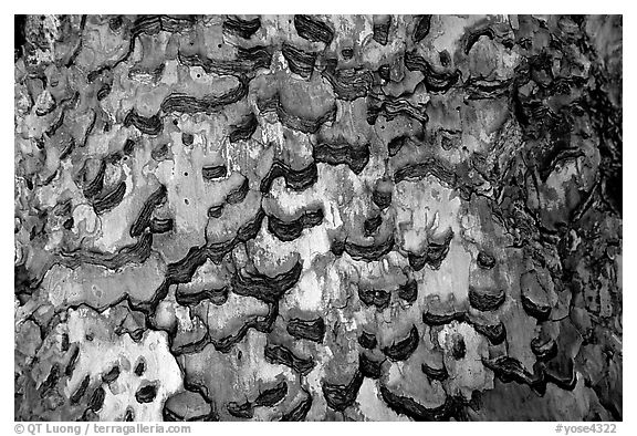 Detail of bark of pine. Yosemite National Park (black and white)