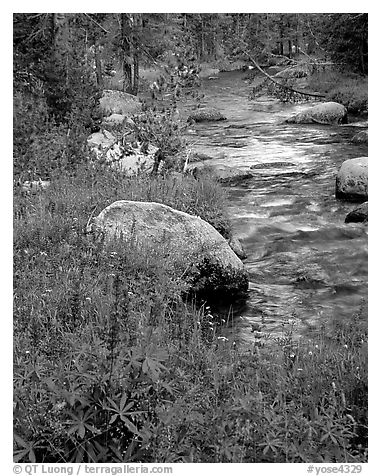 Lupine and stream, Tuolumne meadows. Yosemite National Park (black and white)