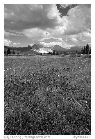 Storm light, Tuolumne meadows. Yosemite National Park, California, USA.