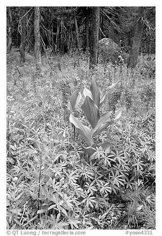 Wildflowers, Tuolumne meadows. Yosemite National Park (black and white)