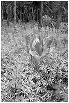 Wildflowers, Tuolumne meadows. Yosemite National Park ( black and white)