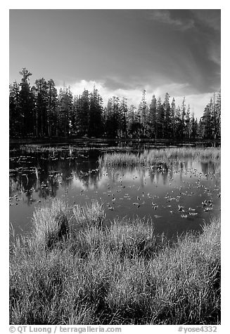 Siesta Lake, autumn afternoon. Yosemite National Park (black and white)