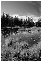 Siesta Lake, autumn afternoon. Yosemite National Park ( black and white)