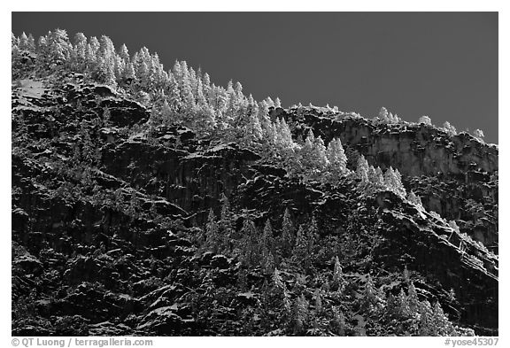 Frosted trees on valley rim. Yosemite National Park (black and white)