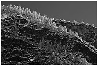 Frosted trees on valley rim. Yosemite National Park, California, USA. (black and white)