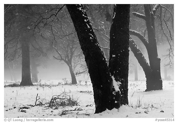 Black oaks, snow, and fog, El Capitan Meadow. Yosemite National Park, California, USA.