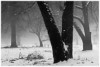 Black oaks, snow, and fog, El Capitan Meadow. Yosemite National Park, California, USA. (black and white)