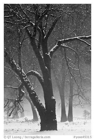 Black oaks in winter fog, El Capitan Meadow. Yosemite National Park, California, USA.