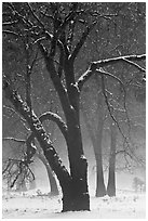 Black oaks in winter fog, El Capitan Meadow. Yosemite National Park, California, USA. (black and white)