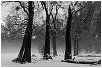 Group of oaks in El Capitan Meadow with winter fog. Yosemite National Park, California, USA. (black and white)