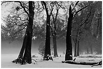 Group of oaks in El Capitan Meadow with winter fog. Yosemite National Park, California, USA. (black and white)