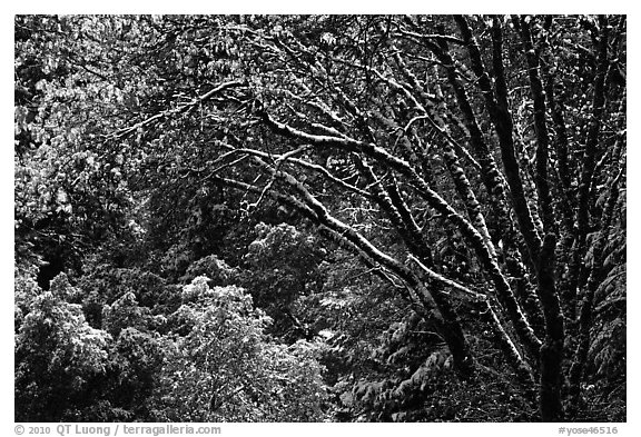 Branches with new leaves and snow. Yosemite National Park, California, USA.