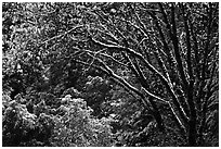 Branches with new leaves and snow. Yosemite National Park, California, USA. (black and white)