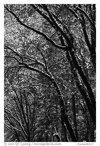 Green leaves and fresh snow. Yosemite National Park, California, USA.