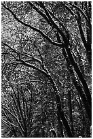 Green leaves and fresh snow. Yosemite National Park, California, USA. (black and white)