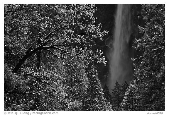 Bridalveil Fall framed by snowy trees with new leaves. Yosemite National Park (black and white)