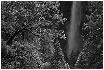 Bridalveil Fall framed by snowy trees with new leaves. Yosemite National Park, California, USA. (black and white)