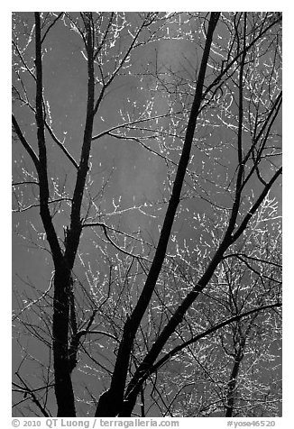 Bare branches and Bridalveil Fall. Yosemite National Park, California, USA.