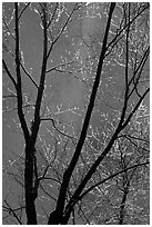 Bare branches and Bridalveil Fall. Yosemite National Park, California, USA. (black and white)