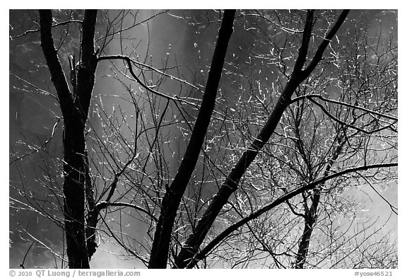 Water drops, branches, mist, and Bridalveil Fall. Yosemite National Park (black and white)