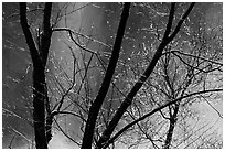 Water drops, branches, mist, and Bridalveil Fall. Yosemite National Park, California, USA. (black and white)