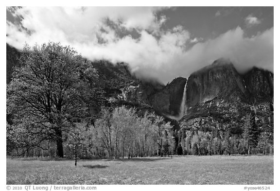 Meadow, trees, and Yosemite Falls in spring. Yosemite National Park (black and white)