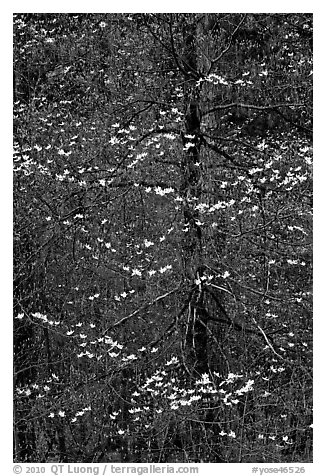 Early dogwood blooms. Yosemite National Park (black and white)