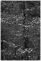 Early dogwood blooms. Yosemite National Park, California, USA. (black and white)