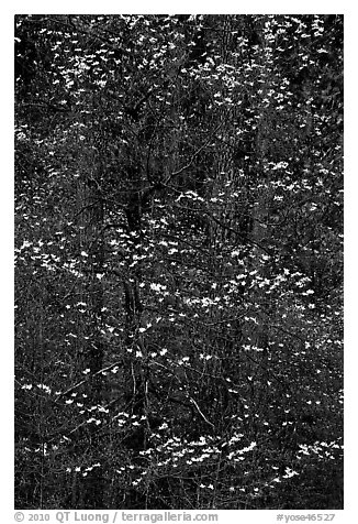 Dogwood tree with white blooms and new leaves. Yosemite National Park (black and white)