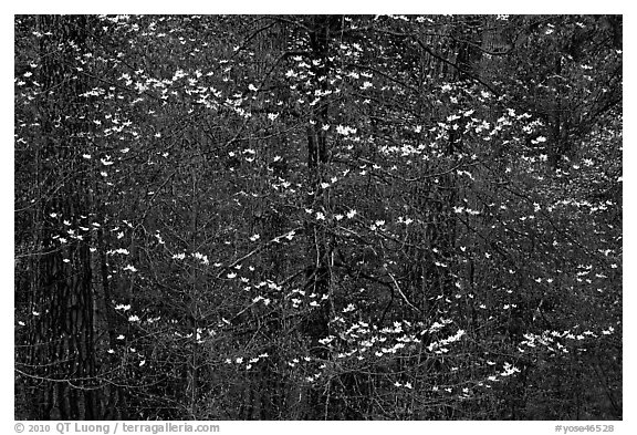 Dogwood blooms floating in forest. Yosemite National Park (black and white)