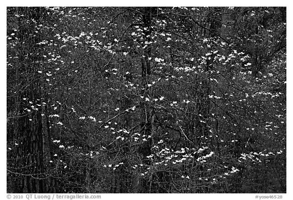 Dogwood blooms floating in forest. Yosemite National Park, California, USA.