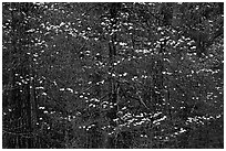 Dogwood blooms floating in forest. Yosemite National Park, California, USA. (black and white)