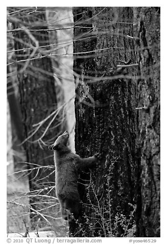 Bear cub climbing tree. Yosemite National Park (black and white)