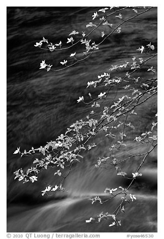 Dogwood branches and Merced River. Yosemite National Park, California, USA.