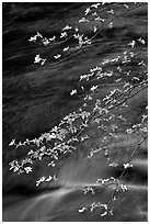 Dogwood branches and Merced River. Yosemite National Park ( black and white)