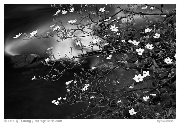 Dogwood blooms and flowing water. Yosemite National Park (black and white)