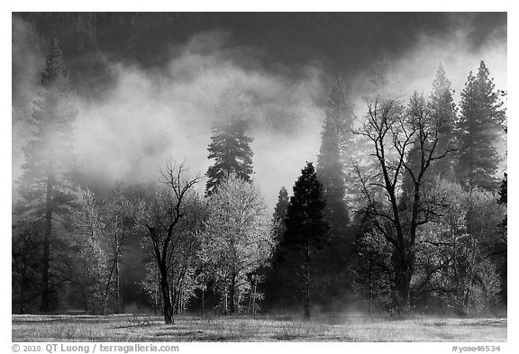 Fog lifting above trees in spring. Yosemite National Park, California, USA.