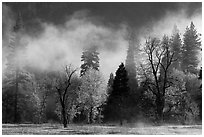 Fog lifting above trees in spring. Yosemite National Park ( black and white)