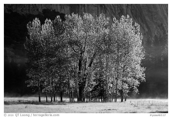 Aspens with new leaves in spring. Yosemite National Park (black and white)