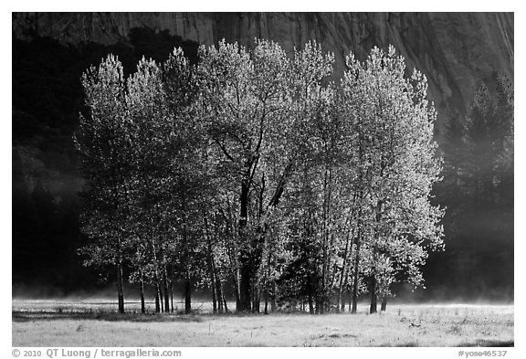 Aspens with new leaves in spring. Yosemite National Park, California, USA.