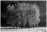 Aspens with new leaves in spring. Yosemite National Park, California, USA. (black and white)