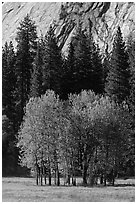 Aspens in Ahwanhee Meadows in spring. Yosemite National Park, California, USA. (black and white)